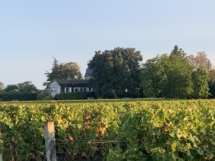 Château Liot le vignoble