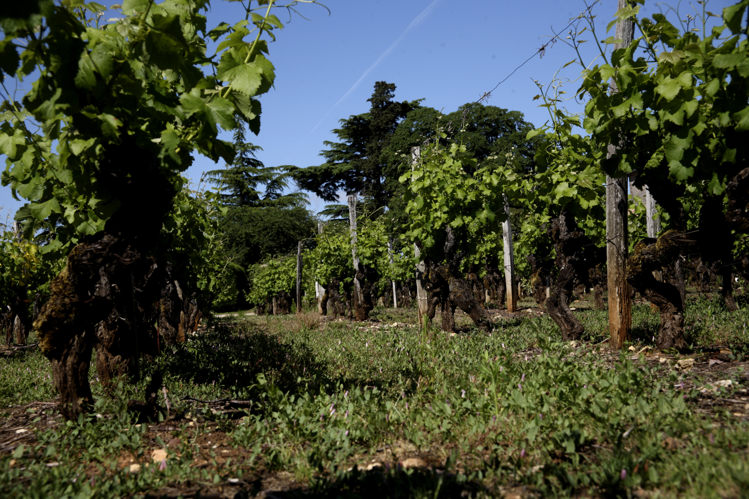 Château Liot 