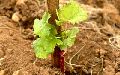 Première plantation de Marie-Amélie !
