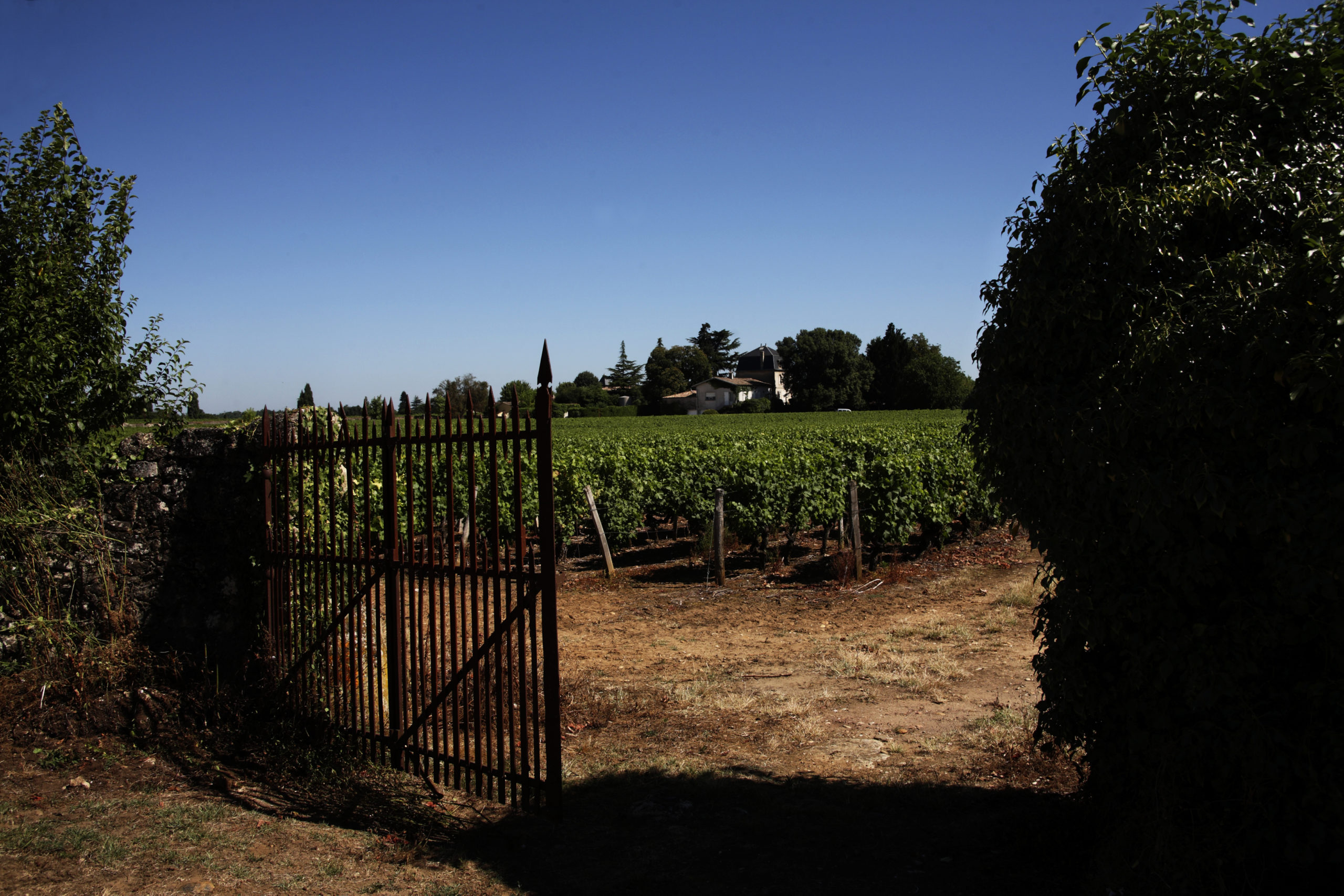Château Liot : vignoble