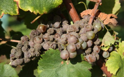 Vendanges 2025
