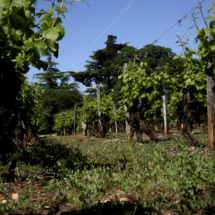 MG_9250liot-scaled-1