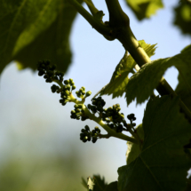 MG_9313liotm-scaled-1