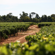 Vignoble_Lioggg-scaled-1