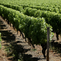 Vignoble_Liot-12-scaled-1