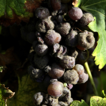 botrytis_06-scaled-1