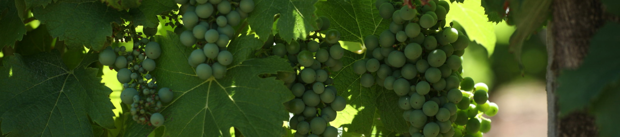 Château Liot : vignoble