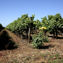 vigne_liot6-scaled-1-768x512-1